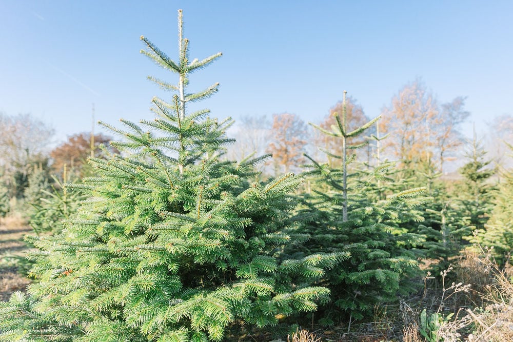 Choosing the right Christmas tree Over Farm Over Farm