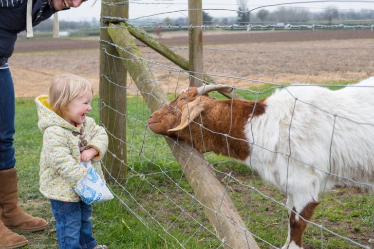 Farm park animal