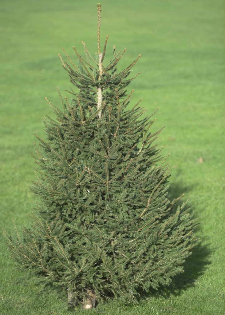 OVER FARM WREATHS AND XMAS TREES38