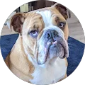 Rambo The British Bulldog