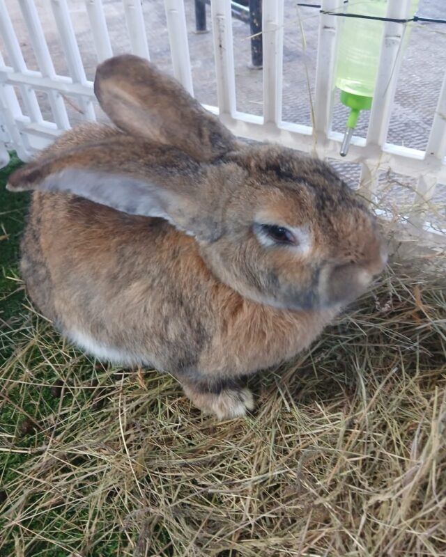 Little Paws Petting Corner is back today and tomorrow! 🐰

There will be bunnies, there will be tortoises and even a skunk! 😲

Grab those tickets now 🎟️