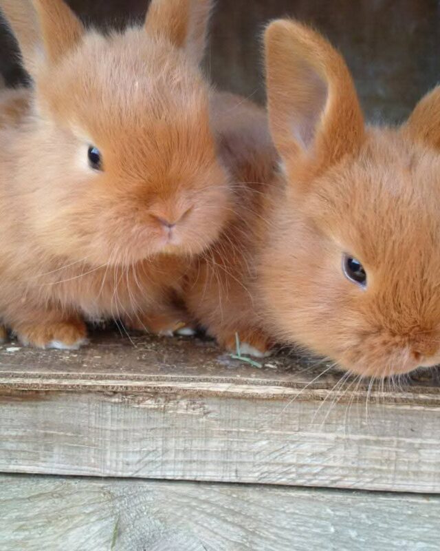 It's time to get excited! 🤩

Today, we are welcoming the Little Paws Petting Corner to the farm 🦔

Not only that, alongside all your usual Countryside Adventure fun, we will have face painters, easter crafts and delicious food 😋

Grab those tickets before arrival slots fill up 👀