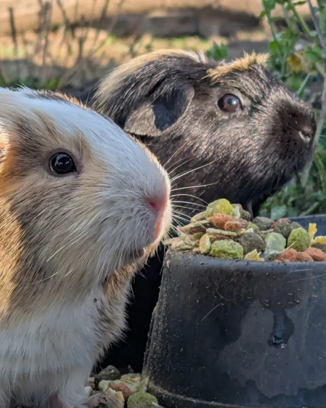 Have you met the potato gang yet? 

We have guinea pigs on the farm, and although they have been here a little while, they have only just started running around and posing for photos in their home 😍

Meet...
🥔 Spud - the white one
🥔 Maris - the black tricolour one
🥔 Piper - the white tricolour one
🥔 Chip - the black and white baby
🥔 Fry - the tricolour baby

Want to see them for yourself? Join us for weekends in October 🍂