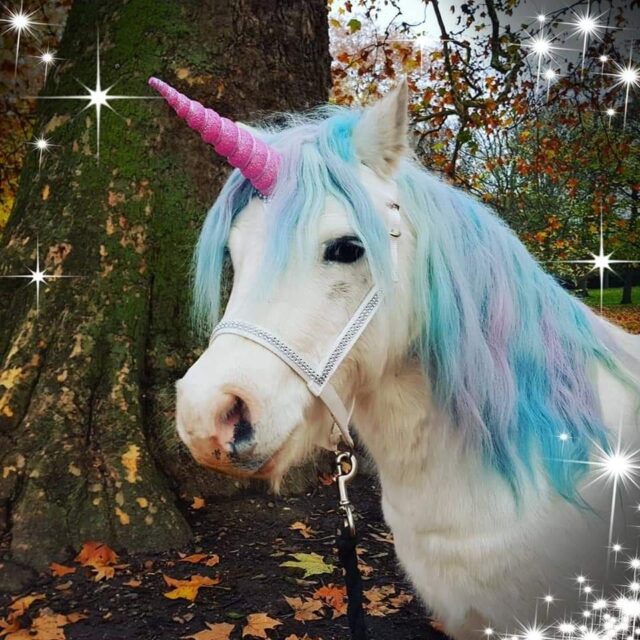 One week until our unicorns are back on the farm! 🦄🦄

Tickets are selling super quickly for this end-of-summer celebration; you really don't want to miss out!!