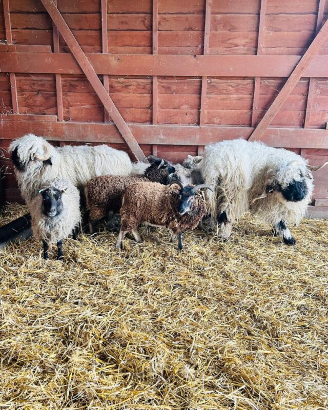 Our sheep and llamas have had a makeover! 🐏

@deanforestcommoner, the shearer visited us earlier this week, and doesn't the flock look good! 

You can check them out in all their glory... and a new field this weekend 🌞