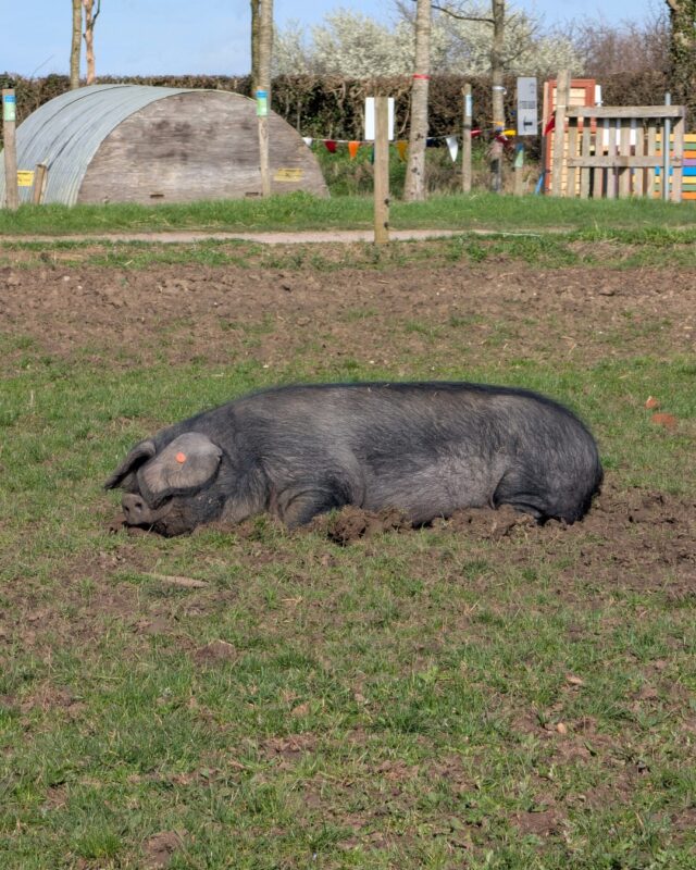 What glorious sunshine! And the animals can't help but agree! 

We may have caught a couple sunbathing and soaking up all of the rays 🌞