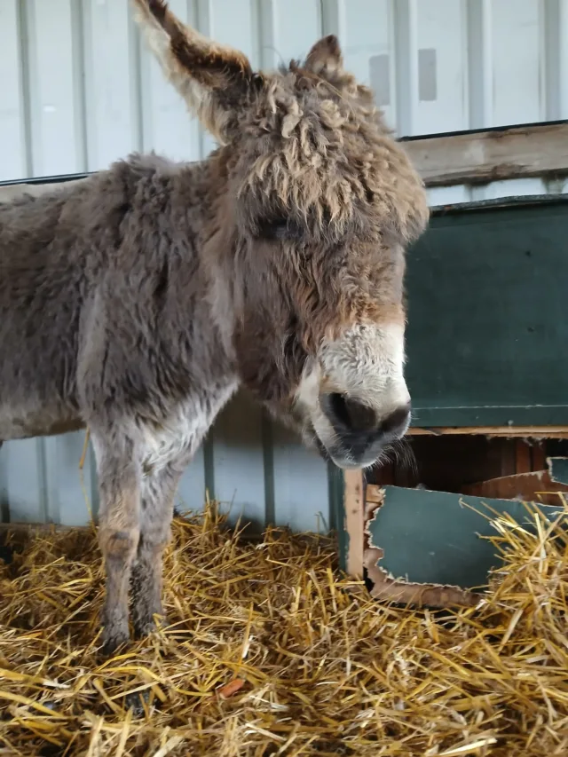 We are very sad to share that Skittles, one of our much-loved donkeys, left us over the weekend. 

Skittles has been with us on the farm for the last 15 or so years, and if you could believe it, she was 25 years old. 

She leaves behind Rainbow, who is a little quieter than normal at the moment as she figures out life without her friend.

If you have any photos of your visits, meeting Skittles over the years, please do share them below.
