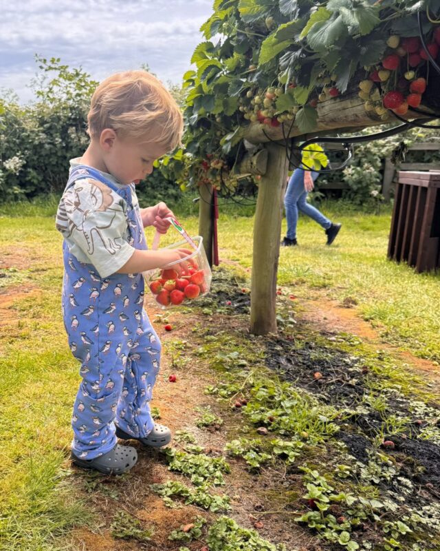 Strawberry picking will be open again from Wednesday! 🍓🍓

And don't forget, we have sunflowers too. Just ask for secateurs at the admissions hut!