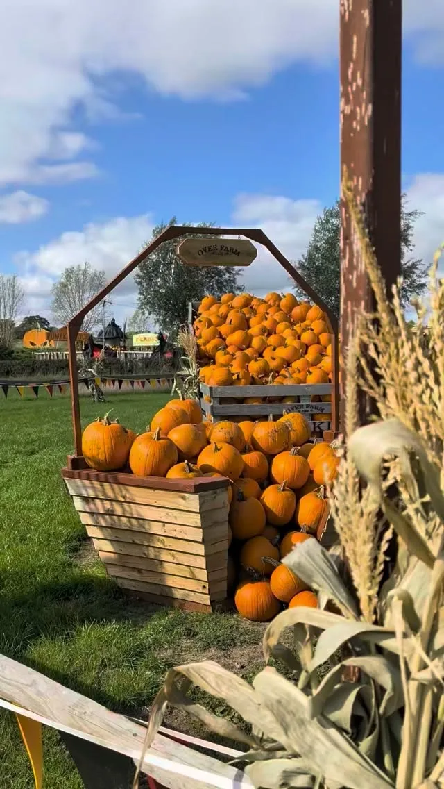 It's not long until the farm will begin to look a little more like this...🎃 

Pumpkin festival tickets start from £3 and give you access to our entire pumpkin patch, a fully stocked bar (with our famous Baileys hot chocolates!), local food trucks and more photo opportunities than ever before!

Get yours now 🎟️
📆 Weekends from the 3rd of October plus all of half-term
📍 Over Farm, GL2 8DB