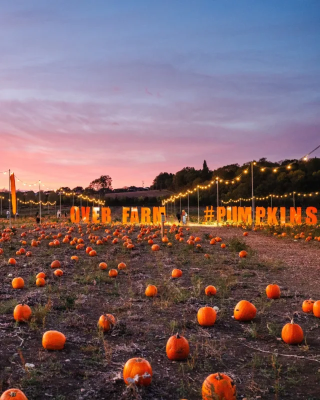 We don't mean to alarm anyone, but the end of pumpkin season is upon us, with only TWO days left! 😱🎃

That means just two more chances to enjoy a wholesome day out in the pumpkin patch, or spend an evening surrounded by live music, tractor rides and fire shows at Pumpkins After Dark.

We wouldn't want you to miss out on the autumn fun, so get those tickets booked and come celebrate the end of pumpkin season with us! 🎃