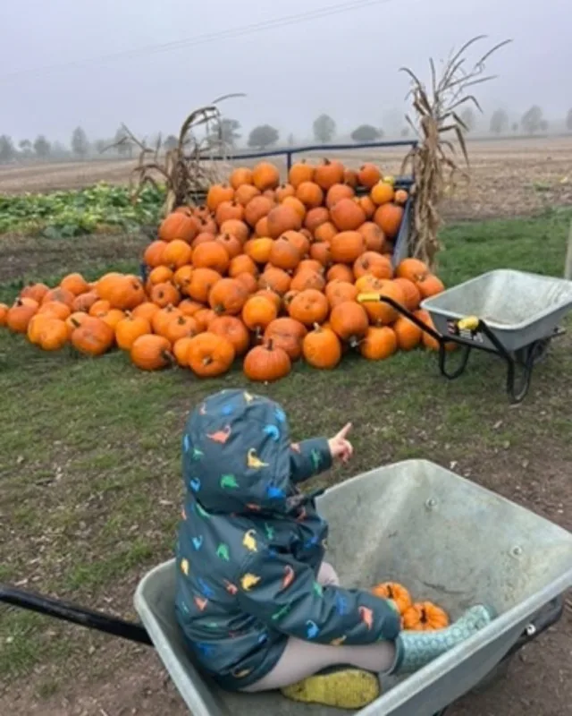 With pumpkin season entering its peak very soon, we thought it was wise to make sure you all knew the difference between all of our events so you can book the one that is best for you. 

🎃 Pumpkin Festival: this is our daytime pick-your-own pumpkins event. Hosted in the pumpkin arena and pumpkin patch, you will have access to all of our farm-grown pumpkins, squash and gourds, along with local food options, loads of photo opportunities and our fully stocked bar. @capturedbythecaves will also be on site for those moments you want to keep forever. 
📆 Weekends throughout October, plus every day in half term

🌙 Pumpkins After Dark: this is our eving/nightime event. Experience the patch under the stars. This event allows you access to everything found at our Pumpkin Festival, plus there will be live music, fire shows, spooky tractor rides and our newest spooky addition!
📆 Friday and Saturday nights through October, plus every night in half term until Halloween

🧟‍♀️ Spookyard: this is our kids' Halloween festival at @countrysideadventure_overfarm. This year, the farm park will be taken over by zombies; expect spooky dancing, plenty of laughs, plus unlimited play, spooky tractor rides, quad train adventures and Rob's famous pumpkin sculptures. 
📆 Every day during October half-term - 24th - 1st November
