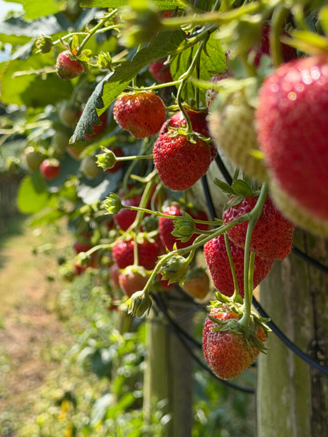 Strawberries in the sunshine anyone?! 🍓😍

The field of fruit is looking plentiful just now, thankfully, as its now the weekend 😮‍💨🤩

Head on down and see what you can pick.

Entry is FOC 🥳

For more info and to book your free ticket, head to the link in our bio.