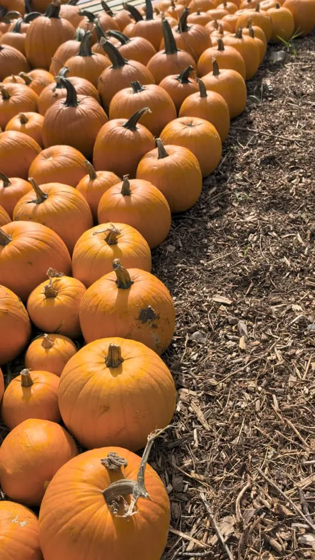 The pumpkin patch is coming to life! 

We can't wait for you to see it finished and ready to be explored 🎃