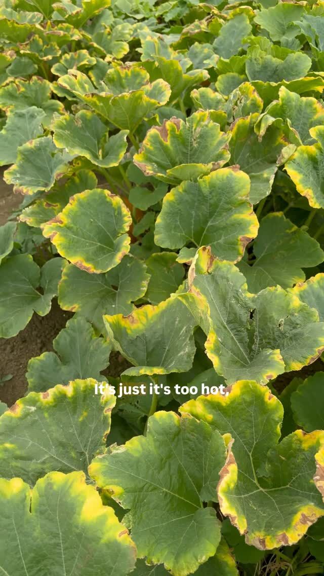 Behind every pumpkin is months of hard work... 🎃

In this week's Farming Diary, Rees is back in the pumpkin patch to share how this summer's weather has shaped this year's crop.

While the Harvest Moon pumpkins have felt the effects of the sunshine and dry conditions, they're now starting to run, and that's exactly what we've been hoping for! 🌱

Autumn will be here before we know it, and we can't wait to welcome you back to the patch.

🎟️ Fancy getting organised early? Tickets are available now:
https://www.overfarm.co.uk/pick-your-own/pumpkins-after-dark/