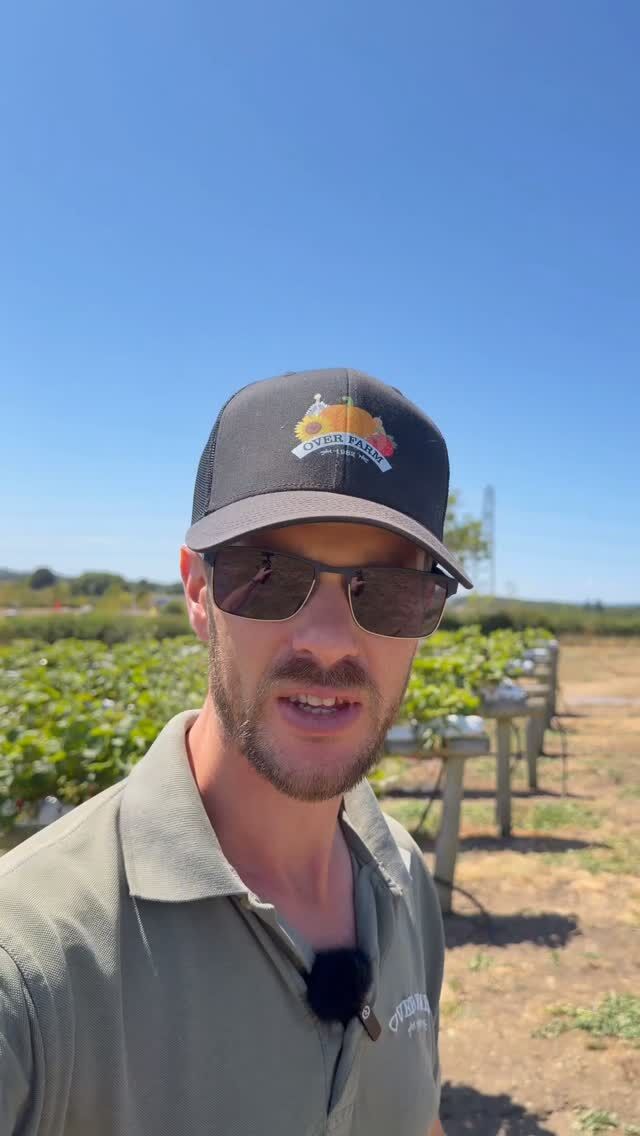 Strawberry picking this week? We have slots available right through till Monday 😏

We'll be seeing you very soon 🍓👀