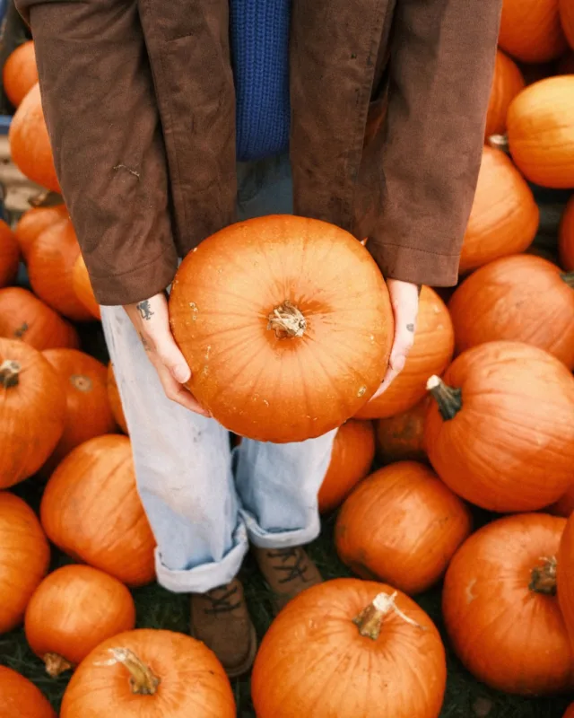 There are still tickets available for the opening weekend of Pumpkins After Dark 🌙🎃

Join us for twilight pumpkin picking, live music and fire shows, spooky tractor rides and a little spooky secret 👀🤫

📍Over Farm, GL2 8DB
💰 Tickets from £12.99 - bring your dog for just £2