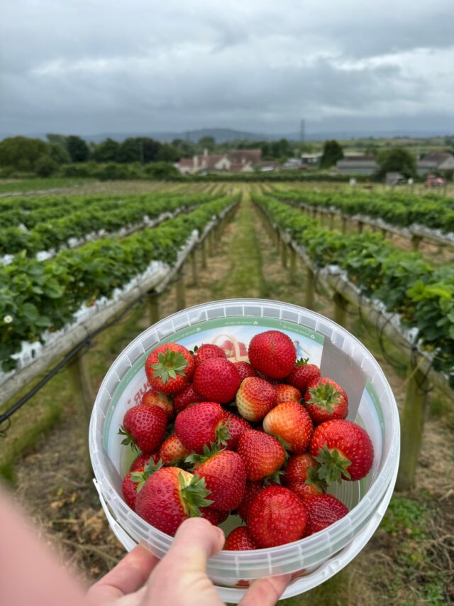 £15 bucket offer ‼️🚨

The recent sunshine (and rain 🙄) has brought on a big flush of ripe strawberries. 🍓🍓🍓🍓🍓🍓🍓

With wet weather forecast for Saturday, we’d love your help picking the crop while it’s at its best.
For Saturday the 6th of June only, we’re offering a £15 strawberry bucket for Pick Your Own visitors. 🤩

Bring your wellies, pick between the showers, and help us make sure great fruit doesn’t go to waste.

Offer available while ripe fruit lasts.

If Saturday’s not for you, Sunday is looking less wet and we expect there to still be good picking available — but Saturday is the best value day if you don’t mind the weather.

Check out the link in our bio to book your free entry now.