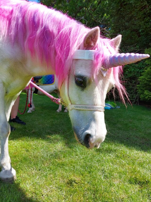 Can you believe there is less than a week until half term is here? 😲

But don't you worry, we have plenty of ways to keep your littles entertained! 

From unicorns, to dinosaurs and even birds of prey! Grab those tickets before they sell out 🦄