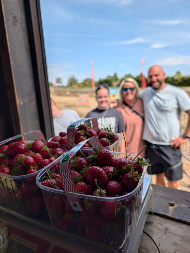 They might be getting a little smaller, but that just means you can fit even more in a punnet! 🍓

Join us for strawberry picking this weekend - slots are now available on our website!