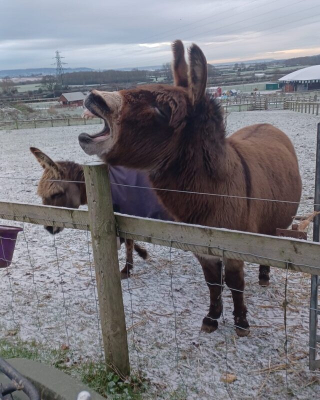 The Farm has had a sprinkling of snow this morning, and doesn't it make everything look magical!