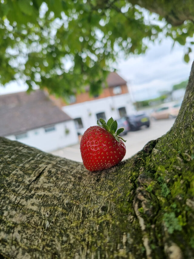 🍓 Your last chance to taste summer at Over Farm!

Our strawberries are back for one final weekend of 2026, with plenty of sunflowers waiting to brighten up your visit too. 🌻

If you've been meaning to make it to the patch this summer, this is the weekend to do it!

🎟️ Don't miss the final strawberry-picking weekend of the season!