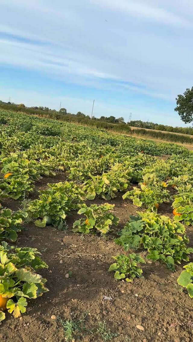 This is a tough post to write, as was recording the video 😮‍💨

I've had to make the decision to step down as the leader/CEO role at Over Farm with immediate effect, with the farm, marketing and public-facing elements following as of early November 2026.

As I said in the video, the reasons are numerous, but fundamentally I need to make changes in my life for myself to improve my health. Sadly, I believe the best way for me to achieve this is to step away from these roles. To be clear, the roadworks have certainly added to the stress, but they are not the reason I'm choosing this path.

The decision, to be honest, while sudden on the surface, has been in my mind for years. I love the farm and the business; having grown up with it, it is a part of me, however, I must not allow it to consume me.
I'm incredibly lucky that there are people within the family, and indeed the amazing team at Over Farm, who can continue without me. 
Most importantly, the farm shop, park, wedding barn and everything else will go on!
It won't be easy for them, or me, but life never has been, has it?!

What will the future bring for me and the farm?
For myself, I have a few ideas just now, but the reality is that I will need some time to decompress from this rollercoaster.
For the farm, there are plenty of plans in the Over Farm 'skunk works' and I've no doubt that the team will follow up on some of them, as well as creating their own along the way. 

I've really appreciated the support over the years (decades 😳), and especially around the roadworks; you guys and girls rock!

I will still be about making videos and chatting here until early November.
If you do see me, do come over and say hi!

All the best, 

Rees.