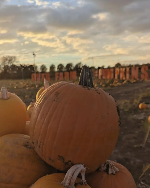 On the farm this weekend:

🧟 Spookyard is back this Saturday! Join us in the farm park for zombies and Halloween antics, 10 am - 4 pm
🎃 Pumpkins After Dark is back all weekend, including Sunday! We will be open 6 pm - 10 pm
🍂 Our Pumpkin Festival is back this Saturday and Sunday, 10 am - 5:30 pm
🛒 Our farm shop and cafe will also be open throughout the weekend, 9 am - 5 pm, with the cafe closing at 4 pm. 

Find out everything you need to know on our website.