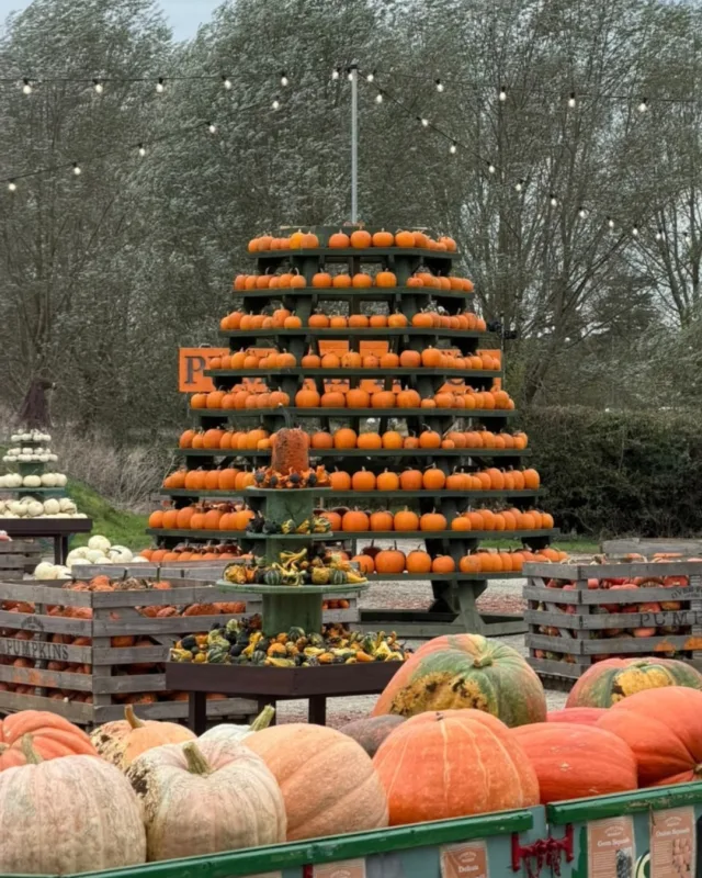 Over Farm this weekend!

🛒 Over Farm Market and Cafe will be open all weekend, 9 am - 5 pm, with the cafe closing at 4 pm. 
🐐 Countryside Adventure will be open for a weekend of unlimited fun, open 10 am - 4 pm.
🎃 The Daytime Pumpkin Festival is back for a second weekend, open 10 am - 5:30 pm
🌙 Pumpkins After Dark returns for night two tonight (Saturday), 6 pm - 10 pm

With so much going on, head to our website for event and ticket information 🎟️