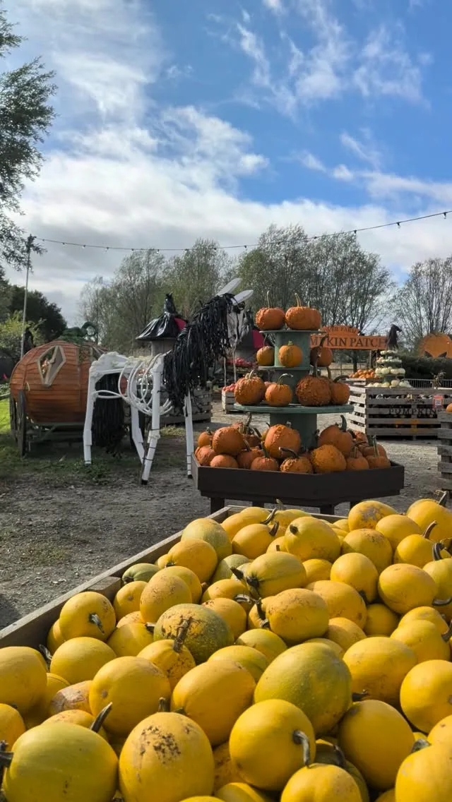 It's oh so quiet...

The pumpkin arena is a little quiet this morning, but it won't stay that way for long- not with Pumpkins After Dark returning Friday and Saturday evenings from 6 pm. 

Fancy seeing it come alive? Book your tickets for this weekend 👀

📍 Over Farm, GL2 8DB
💰 Tickets start at just £12.99, plus dogs are just £2 each
