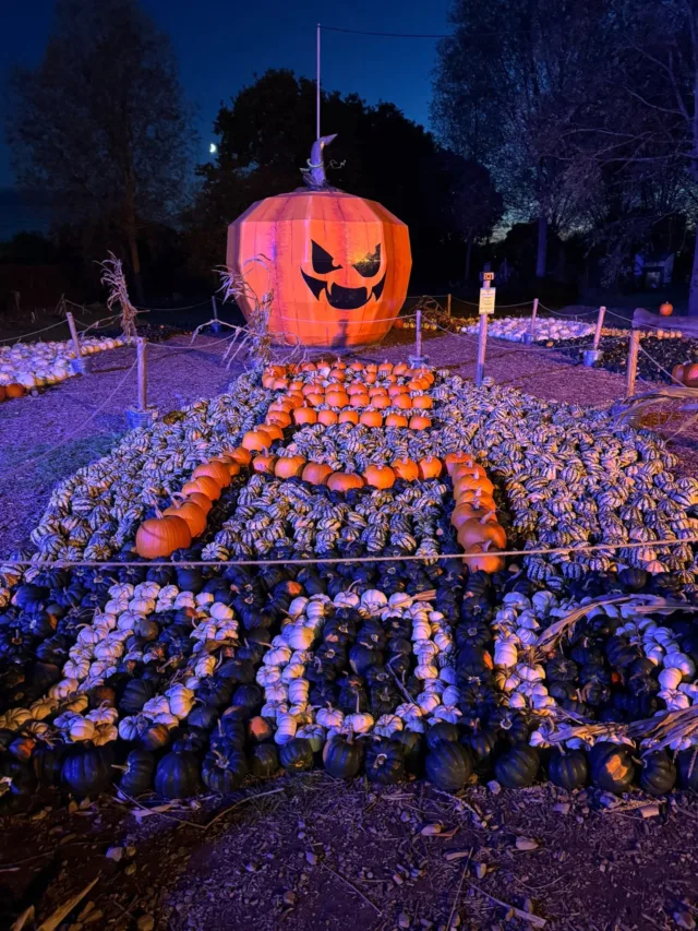 With sold-out nights and bustling days, this weekend has been absolutely fantastic in the pumpkin patch! 🎃

Join us next weekend for even more pumpkin-shaped fun!