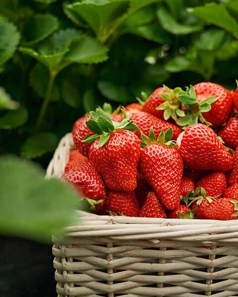 Join us from 1 pm in the strawberry patch! 

That's right, the fruit is ready for you to pick once again. Secure your free slot on the website now 🍓