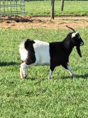 We attempted to teach our Hyacinth THE cotillion dance. But it seems Knot, Krinkle and Bramble are the farm's resident dancers!