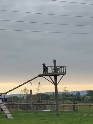 Look at what Mat has found during morning feeds! Hyacinth the Pygmy Goat has found her way to the top of the goats tower!  We wonder how far she can see from the top 🤔