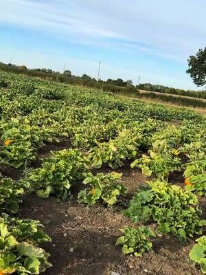 This is a tough post to write, as was recording the video 😮‍💨 I've had to make the decision to step down as the leader/CEO role at Over Farm with immediate effect, with the farm, marketing and public-facing elements following as of early November 2026. As I said in the video, the reasons are numerous, but fundamentally I need to make changes in my life for myself to improve my health. Sadly, I believe the best way for me to achieve this is to step away from these roles. To be clear, the roadworks have certainly added to the stress, but they are not the reason I'm choosing this path. The decision, to be honest, while sudden on the surface, has been in my mind for years. I love the farm and the business; having grown up with it, it is a part of me, however, I must not allow it to consume me. I'm incredibly lucky that there are people within the family, and indeed the amazing team at Over Farm, who can continue without me. Most importantly, the farm shop, park, wedding barn and everything else will go on! It won't be easy for them, or me, but life never has been, has it?! What will the future bring for me and the farm? For myself, I have a few ideas just now, but the reality is that I will need some time to decompress from this rollercoaster. For the farm, there are plenty of plans in the Over Farm 'skunk works' and I've no doubt that the team will follow up on some of them, as well as creating their own along the way. I've really appreciated the support over the years (decades 😳), and especially around the roadworks; you guys and girls rock! I will still be about making videos and chatting here until early November. If you do see me, do come over and say hi! All the best, Rees.