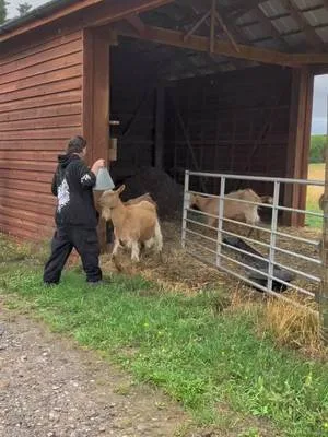 If Jeremy Clarkson can do it, then so can we!  Billy, Barney and Woody, our Golden Guernsey goats, moved into the goat enclosure to live with the rest of the herd 🐐 They are already settling in well, even if Moon is making them earn their place in the herd!