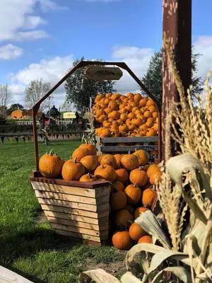 It's not long until the farm will begin to look a little more like this...🎃 Pumpkin festival tickets start from £3 and give you access to our entire pumpkin patch, a fully stocked bar (with our famous Baileys hot chocolates!), local food trucks and more photo opportunities than ever before! Get yours now 🎟️ 📆 Weekends from the 3rd of October plus all of half-term 📍 Over Farm, GL2 8DB