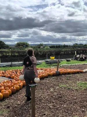 Our newest addition to the pumpkin patch is complete! A big well done to Coco, Charlotte, Shannon and Mat for all their hard work, choosing and moving the pumpkins across the farm for this project and creating an absolutely stunning display. We can't wait to see all your photos from the ground and from the top of the ferris wheel too!