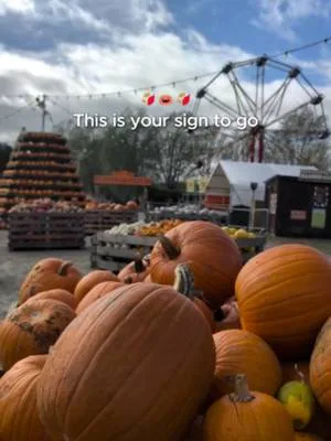 Wrap up warm and come down to the Pumpkin Patch!