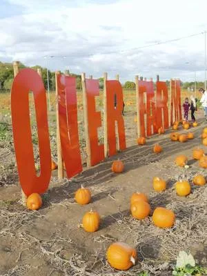 Our final week of pumpkin picking is fast approaching 😱 Join us in the patch every day from Saturday, the 23rd of October, all the way through to Halloween! With thousands of pumpkins still waiting to be picked, what are you waiting for? Grab your tickets online now 🎟️