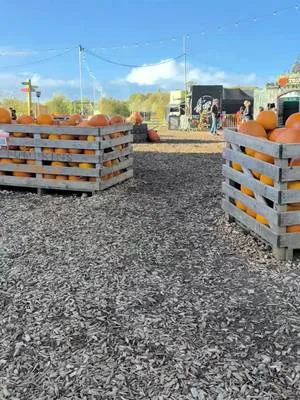 Joining us in the patch this week? 🎃 A little footwear advice from your friends at Over Farm: leave the Crocs and UGGs at home. The pumpkin patch is MUDDY, and your favourite shoes might never forgive you. 😂🥾 Wellies are your best bet, and don't forget to book your tickets online before you travel. They're always cheapest on our website! 🎟️